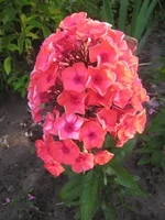Adessa Orange_C.webp