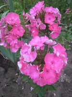 Emma 2.webp