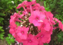 Grenadin Dream C.webp