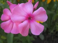 _с.webp