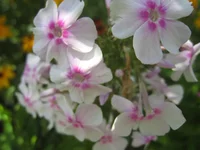  Павлова 1.webp