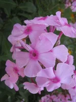 .webp