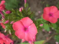  перфекшен.webp
