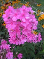 _C.webp