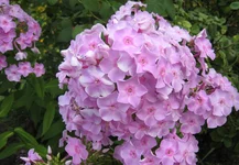  гортензия 2.webp