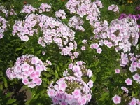 _С.webp