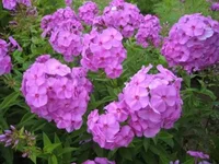  море_С.webp