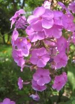 _c.webp