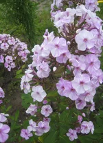  C.webp