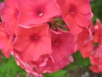 _с.webp