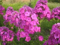 _С.webp