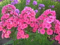 .webp