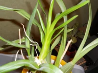 DSCN0433q.webp