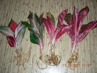 DSCN7616.JPG