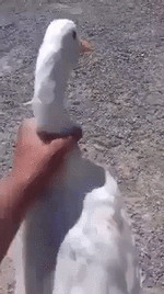 6c92331fda6347af2b.gif