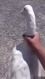 74433fec6276e3b4bc5d.gif