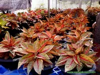 Nursery4.jpg