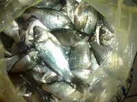 23022012054.webp