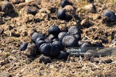 of-donkey-manure-on-dry-grass-picture-id1137055551.jpg