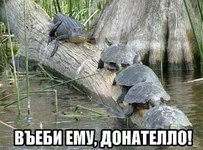 56300.webp