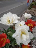 5238a01e1ab6cd1a9.webp