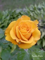 a8f617d95ebd72355a818d46.webp