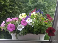e372156c3d94ff70171274c.webp