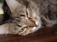 DSCN1927.webp