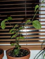SAM_0417.webp