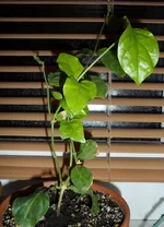 SAM_0419.webp