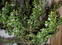SAM_0414.webp