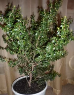 SAM_0415.webp