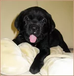 schenki_labradora_retrivera_28506333_1_F.webp