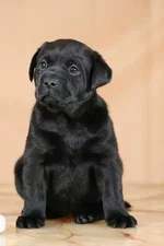36764189_1.webp