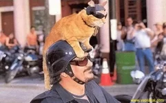x_41d602c8.webp