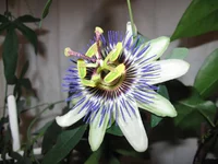 passiflora blue.webp