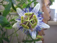 passiflora_IMG_9993.webp