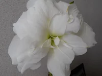 DSCN0564q.webp