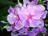 6.webp
