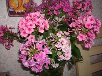 7.webp