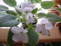 Alan's Fallen Angel 041.webp