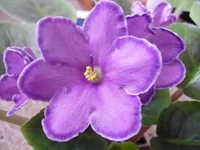 King's Treasure2.webp