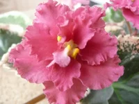 Ness Orange Pekoe 011.webp