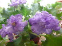 Party Cloudy 029.webp