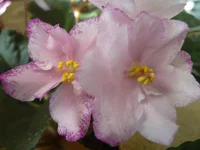 Robert Mayer 013.webp