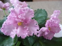 Rosie Ruffles 012.webp