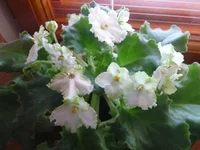 -Белые Наливы 127.webp