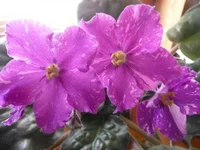 -Цыганская Душа 123.webp