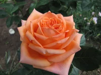  998.webp