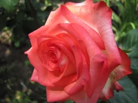  1009.webp